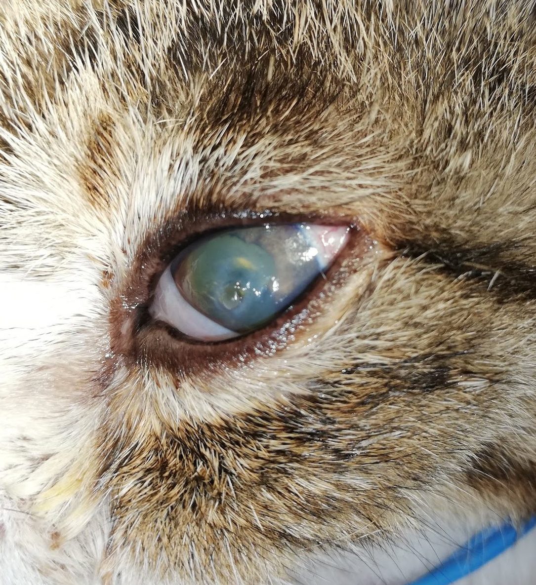 猫の角膜穿孔：外科手術（結膜フラップ）