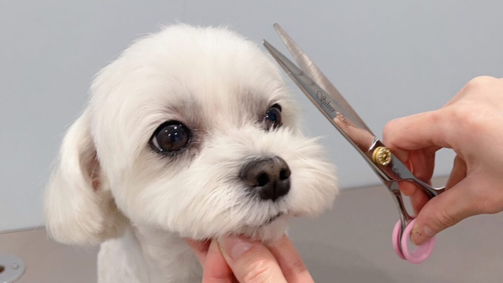 姶良市帖佐ステラ動物病院のトリミング